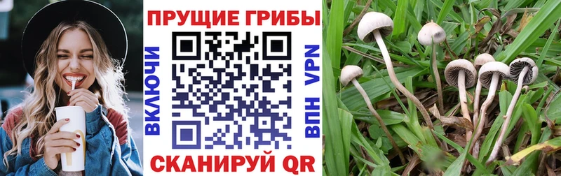 Псилоцибиновые грибы мухоморы  Купить закладки  Кемь 